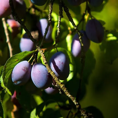 Bognerhof Daire Sankt Veit im Pongau