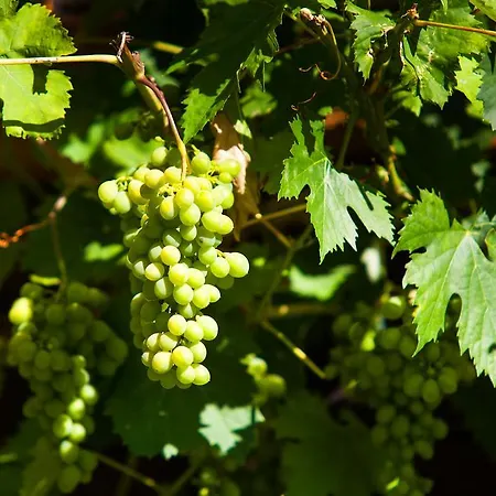 Апартаменты Bognerhof Санкт-Файт (Понгау)