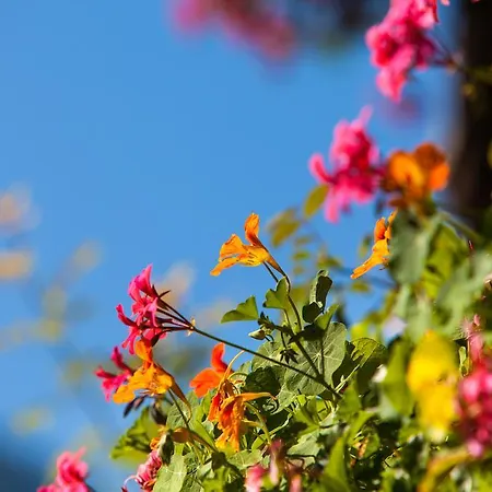 Bognerhof * Санкт-Файт (Понгау)
