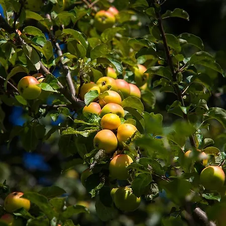Bognerhof * Санкт-Файт (Понгау)