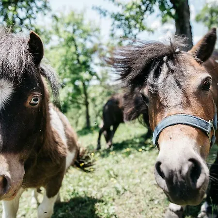 Bognerhof Санкт-Файт (Понгау)