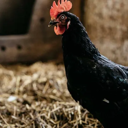 Bognerhof Санкт-Файт (Понгау)