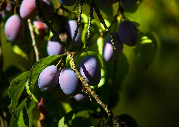博格纳霍夫公寓 公寓 蓬高地区圣法伊特