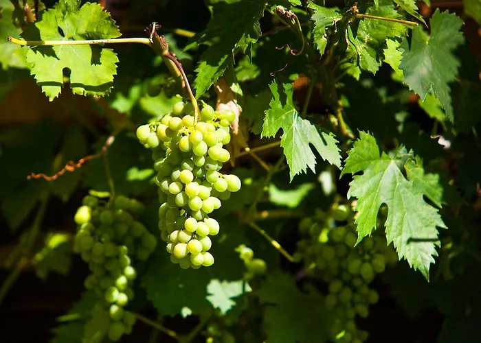 公寓 博格纳霍夫公寓 蓬高地区圣法伊特