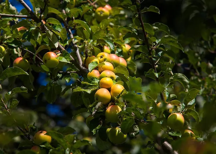 博格纳霍夫公寓 * 蓬高地区圣法伊特