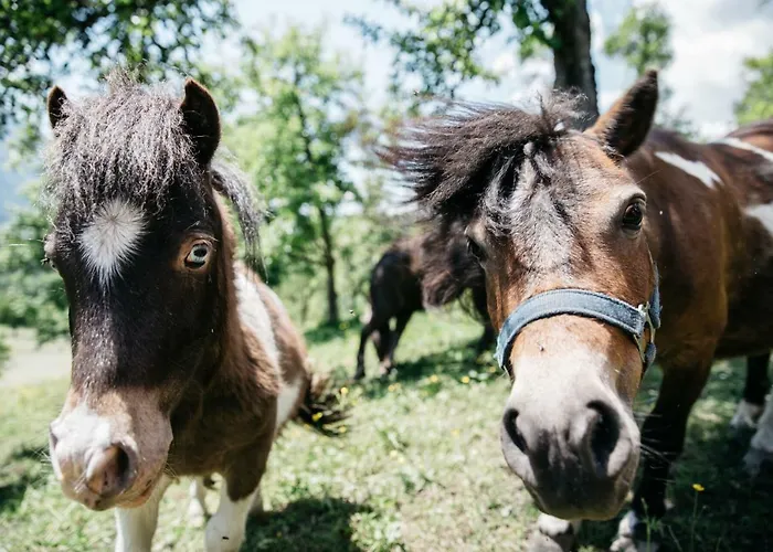博格纳霍夫公寓 蓬高地区圣法伊特