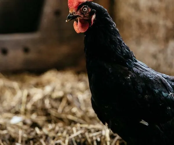 博格纳霍夫公寓 蓬高地区圣法伊特